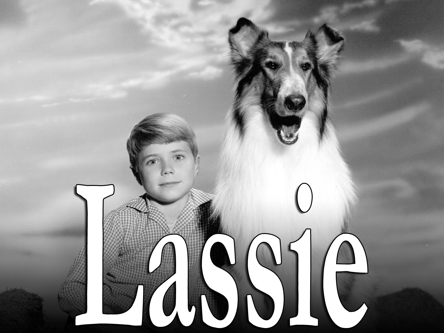 Letter From Lassie the Dog  to Ogletree Deakins